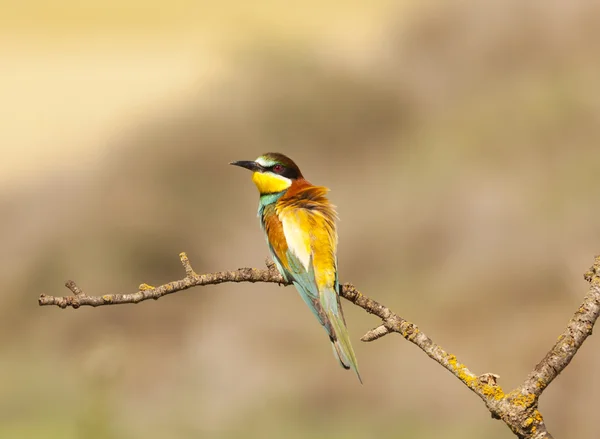 Bee-eater — Stock Photo, Image