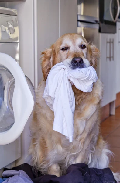 Dog with laundry — Stock Photo, Image