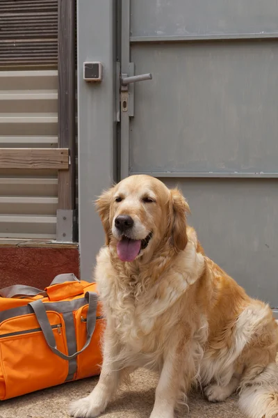 Собака с дорожной сумкой — стоковое фото