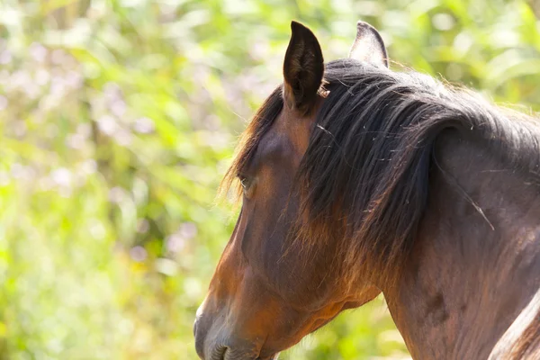 Closeup of a horse — Stock Photo, Image