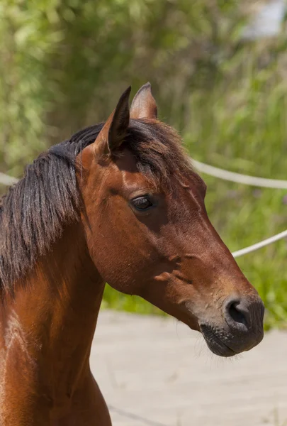 Closeup koně — Stock fotografie