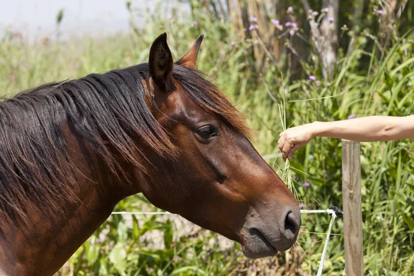 Fechar de um cavalo — Fotografia de Stock