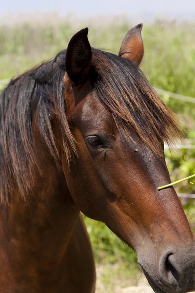 Closeup of a horse — Stock Photo, Image