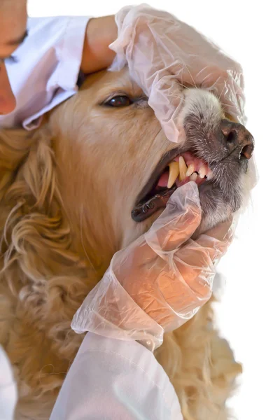 Cão com seu veterinário — Fotografia de Stock