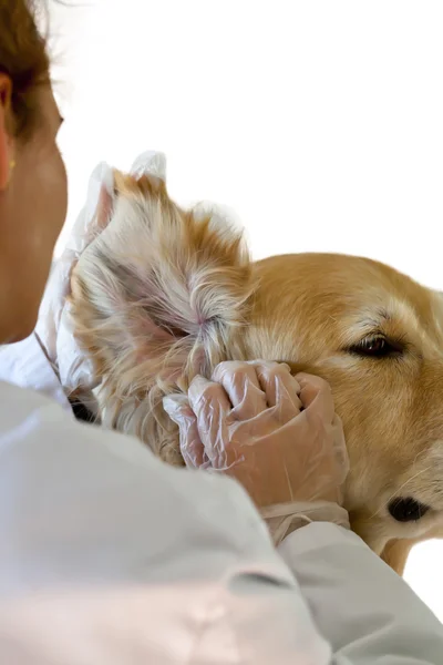 Perro con su veterinario —  Fotos de Stock