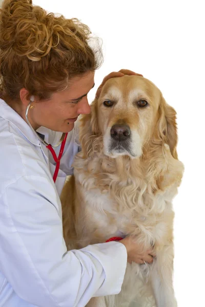 Cane con il veterinario — Foto Stock