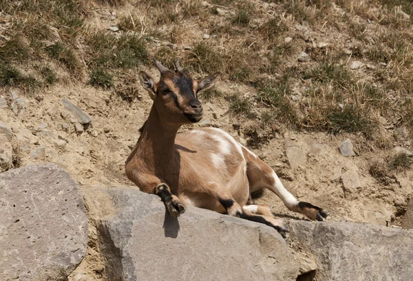 Cabra alpina — Foto de Stock