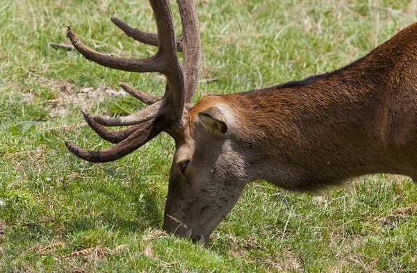 一般的な鹿 — ストック写真