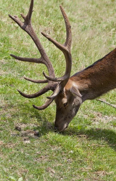 Common deer — Stock Photo, Image