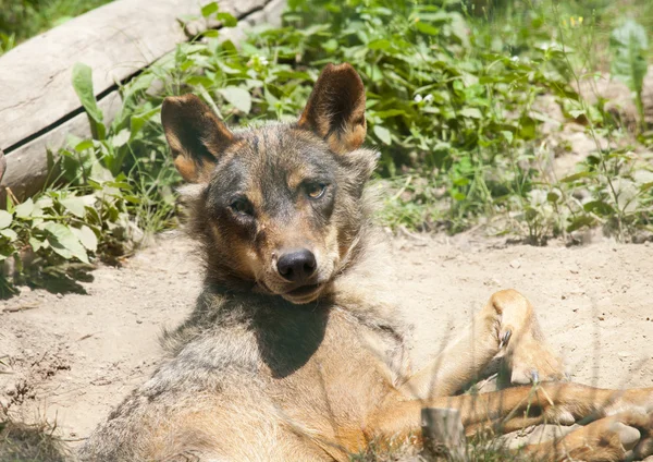 야생 늑대 — 스톡 사진