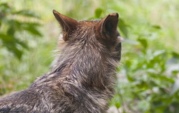 Lobo salvaje — Foto de Stock