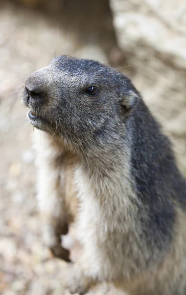 Marmotte — Photo
