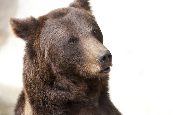 Ursos selvagens — Fotografia de Stock