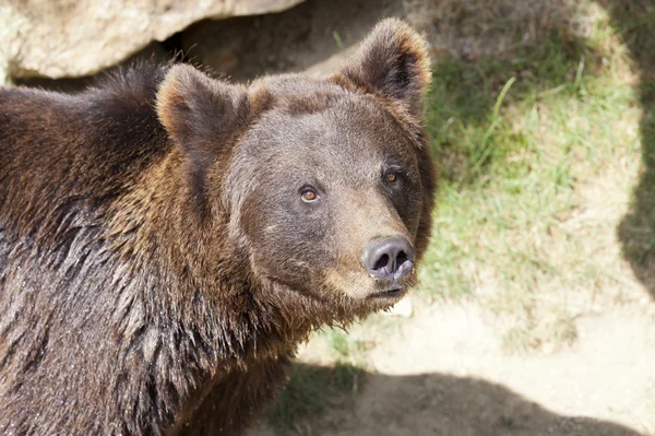 Dzikie niedźwiedzie — Zdjęcie stockowe