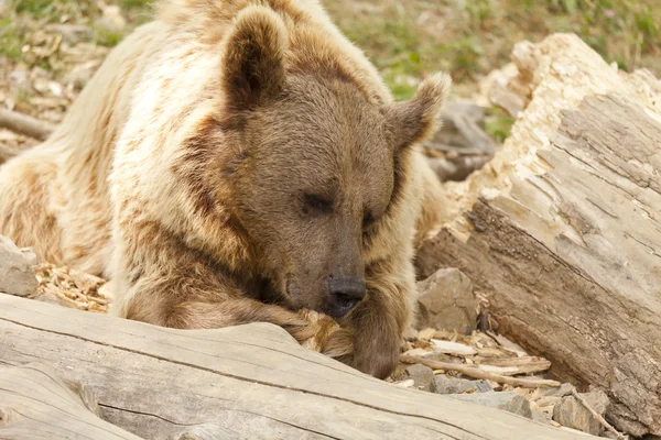 Дикие медведи — стоковое фото
