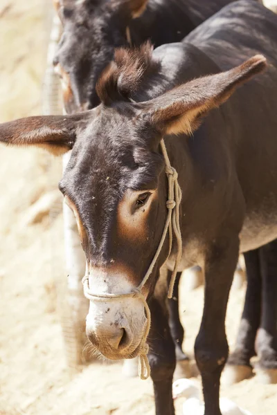 Catalan donkey — Stock Photo, Image