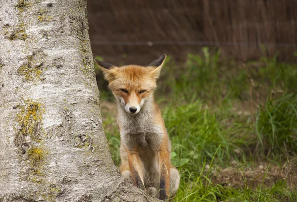美丽的狐狸 — 图库照片