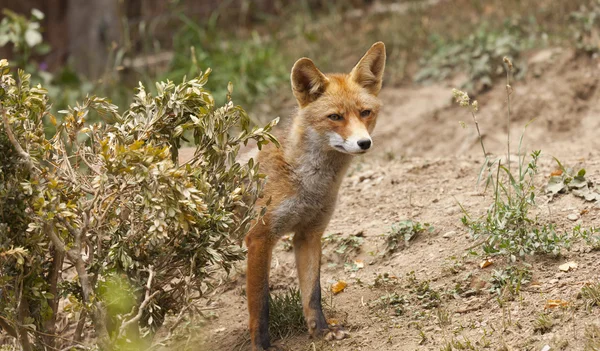 Beautiful fox — Stock Photo, Image