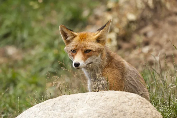 Gyönyörű fox — Stock Fotó