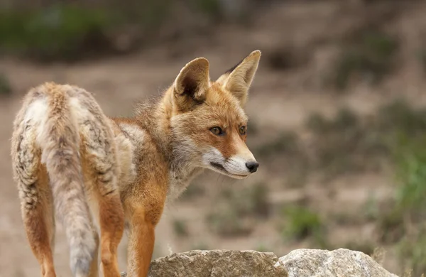 Όμορφη αλεπού — Φωτογραφία Αρχείου