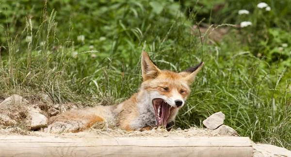 Krásné fox — Stock fotografie