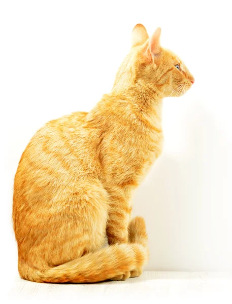 Macska elszigetelt -on fehér — Stock Fotó
