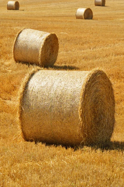 stock image Straw bales on corn fields after harvest