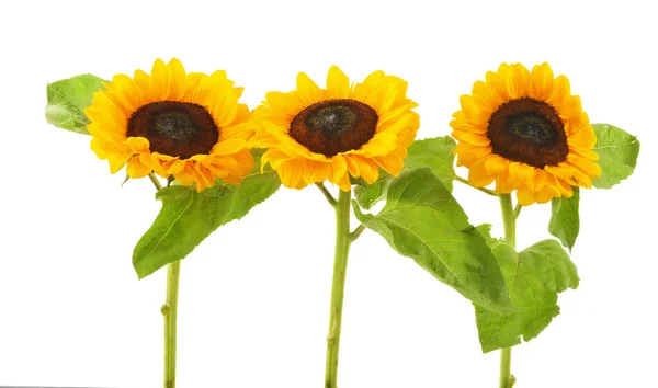 Composition with sunflowers isolated on white background — Stock Photo, Image