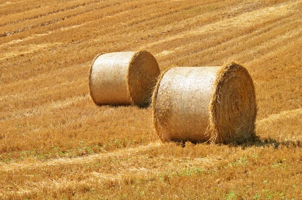 Fardos de palha em campos de milho após a colheita — Fotografia de Stock