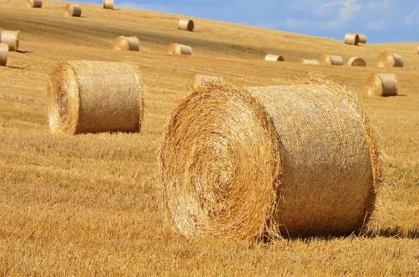 stock image Straw bales on corn fields after harvest