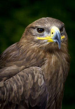 Bozkır aquila nipalensis kartal