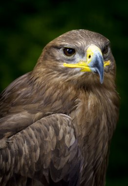 Steppe eagle Aquila nipalensis clipart