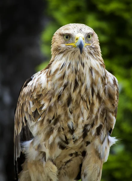 Imperial Eagle Aquila Heliaca — Stock Photo, Image