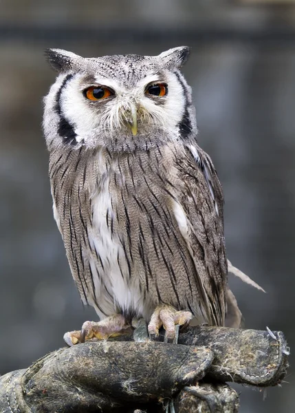 stock image Eagle owl, Bubo bubo