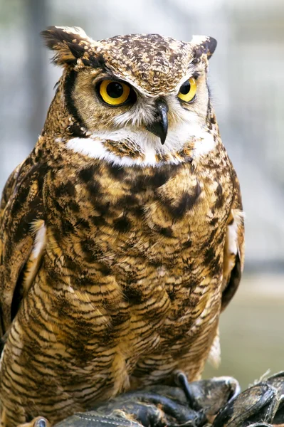 stock image Eagle owl, Bubo bubo