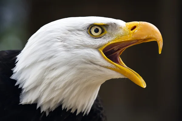 Bald eagle haliaeetus leucocephalus — Stockfoto