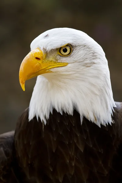 Bald eagle haliaeetus leucocephalus — Stock Photo, Image