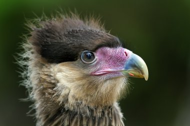 Portrait head of an eagle clipart