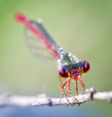 Head of the dragon fly clipart