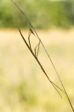 Walking stick, Diapheromera femorata, Phasmatodea clipart