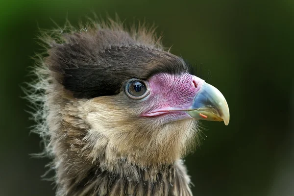 Porträt Kopf eines Adlers — Stockfoto