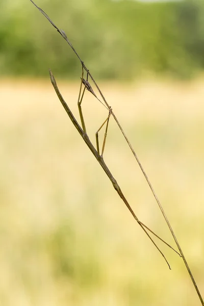 Walking stick, Diapheromera femorata, Phasmatodea — Stock Photo, Image