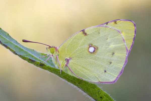 Stock image Butterfly, lemon