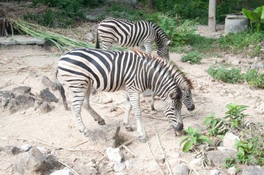 Ortak Zebra (bayağı Zebra) - Equus burchellii