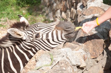 Ortak Zebra (bayağı Zebra) - Equus burchellii