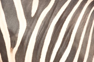 Ortak Zebra (bayağı Zebra) - Equus burchellii