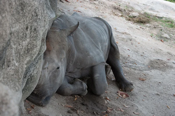 Rhinocéros d'Inde — Photo