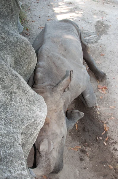 Nosorožec indický — Stock fotografie