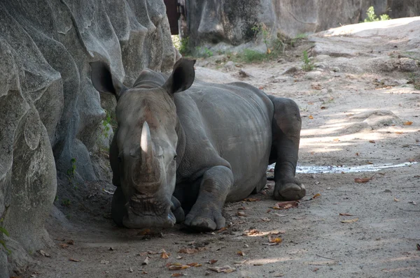 印度犀牛 — 图库照片