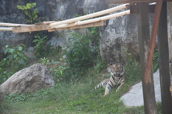 Суматранский тигр — стоковое фото